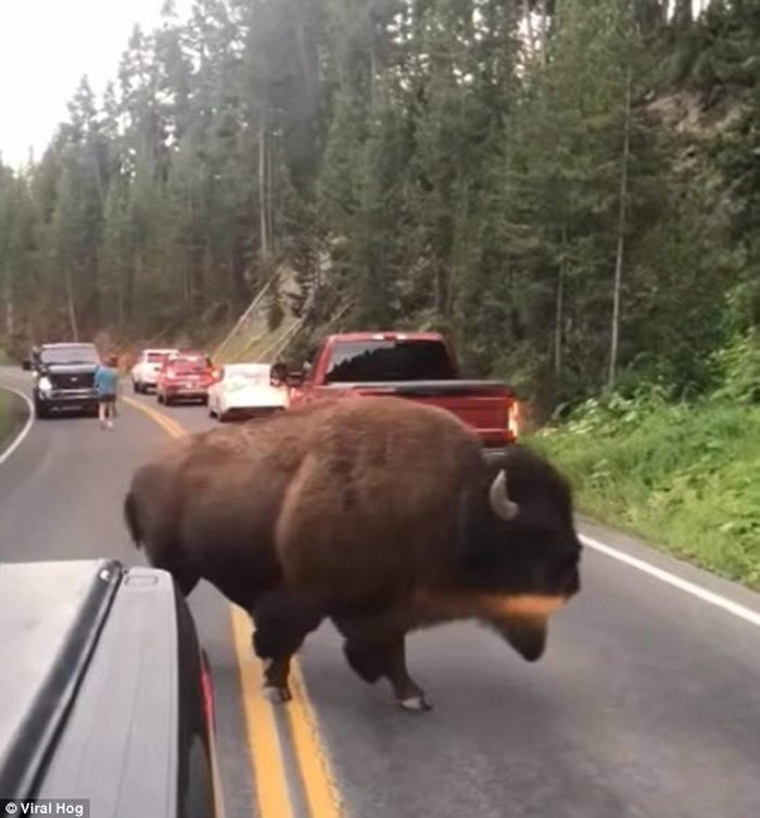 �������ӻ�ʯ��԰����2ǧ��Ұţ