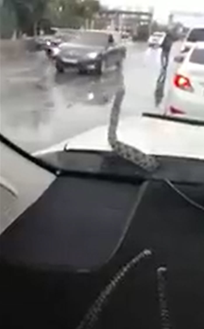 哈萨克斯坦一辆正在行驶的汽车引擎盖下爬出一条“棋斑水游蛇”