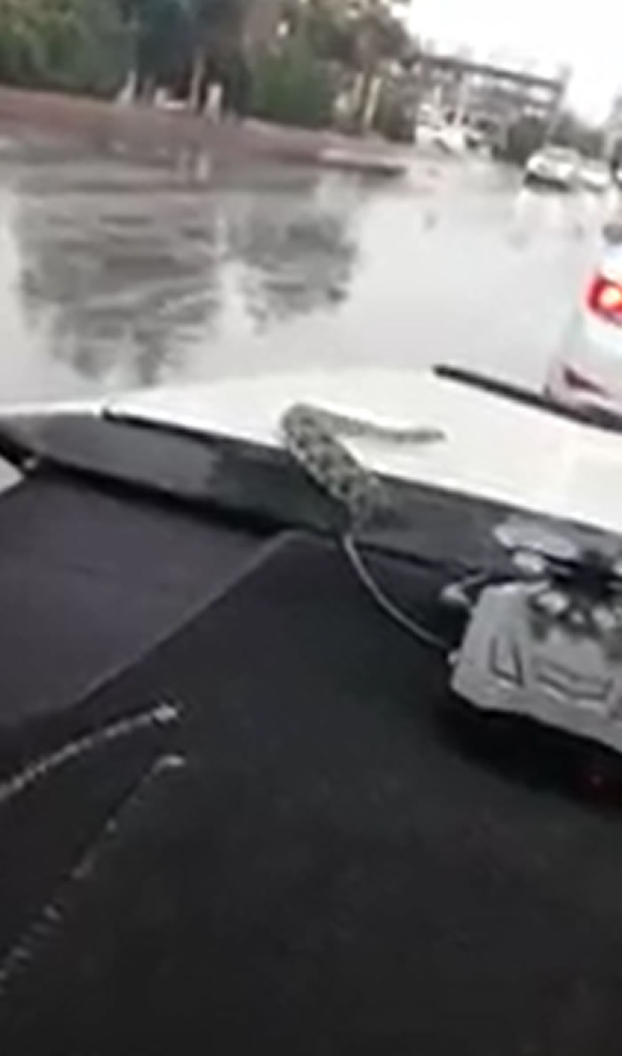 哈萨克斯坦一辆正在行驶的汽车引擎盖下爬出一条“棋斑水游蛇”