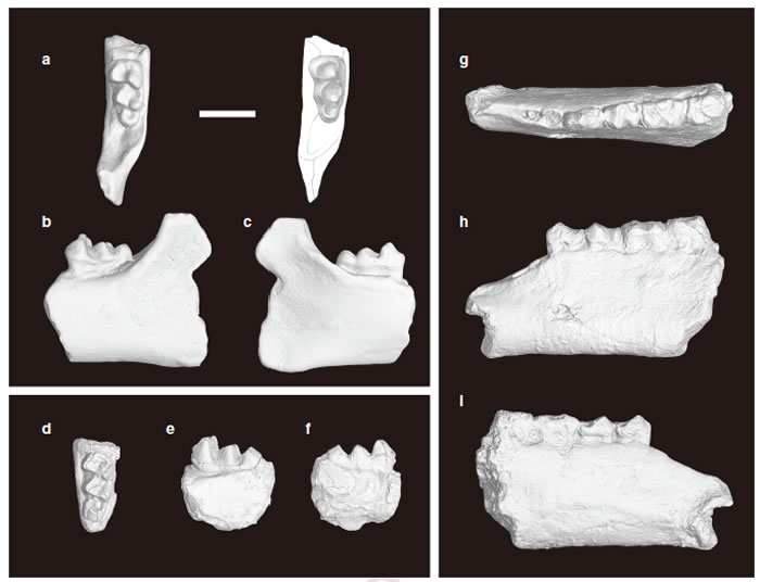 湖南最早始新世岭茶组的早期爪兽衡阳原爪兽? (Protomoropus? hengyangensis Young, 1944) (a-f)和早期雷兽棱齿丹江兽(
