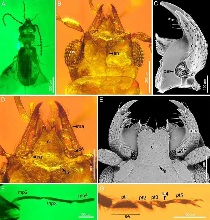 ���Ѽ�����ϲ���������Ʊ�׺�������Ե�ֵ���̬�Ա�