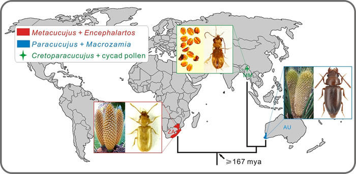 Encephalarteae�������������ަ�׿����洫���ߵ���������ֲ����Լ�������֮���ϵͳ��ϵ