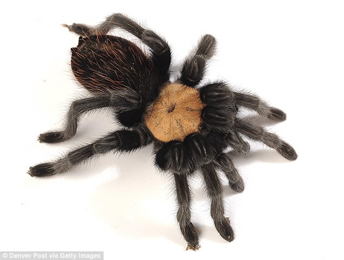 ī���������֩��������Ĳ�ʽ���õ�ʳ����Ϊ�ܱ������֡�ī�����β֩�롱