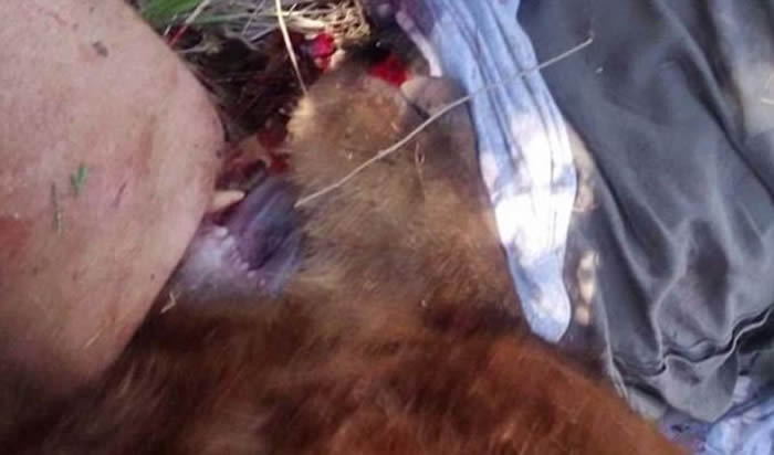 美国新墨西哥州男子遛狗遭大熊袭击 砍熊头脱困