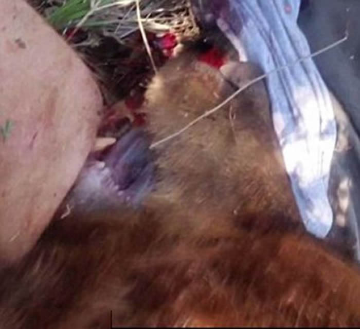 美国新墨西哥州男子遛狗遭大熊袭击 砍熊头脱困