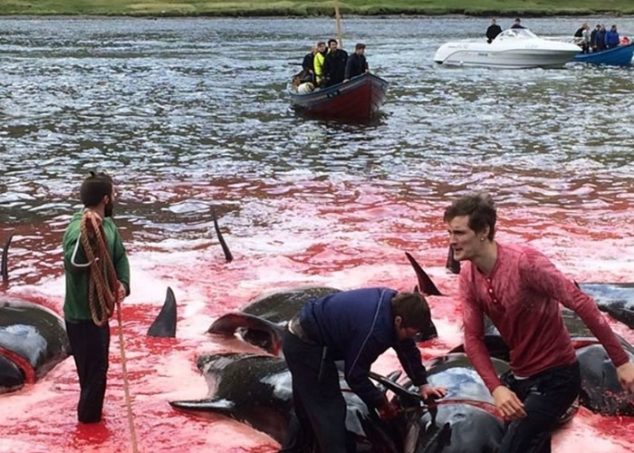 当地居民正分享鲸鱼肉。