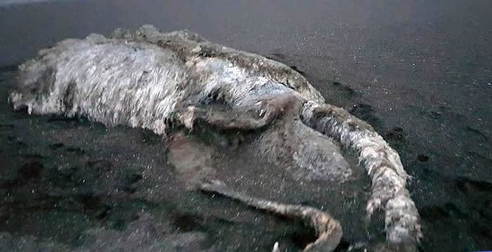 俄罗斯堪察加半岛一具外型庞大、全身绒毛却无头无眼的“海怪”尸体被冲上岸