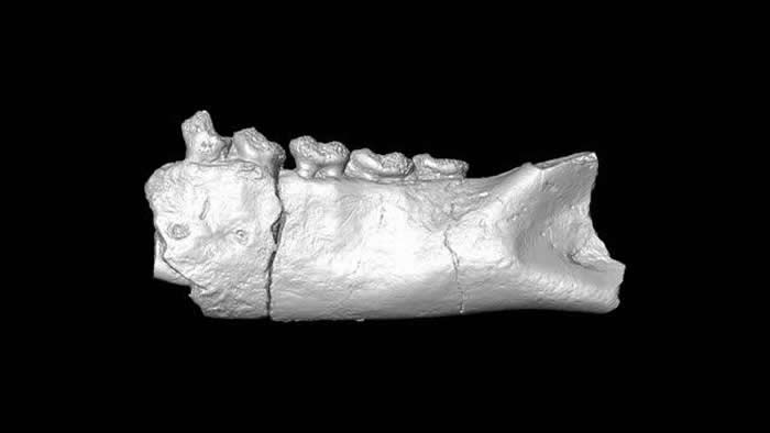 “果蝠”化石揭示狐猴最早登陆马达加斯加的方式