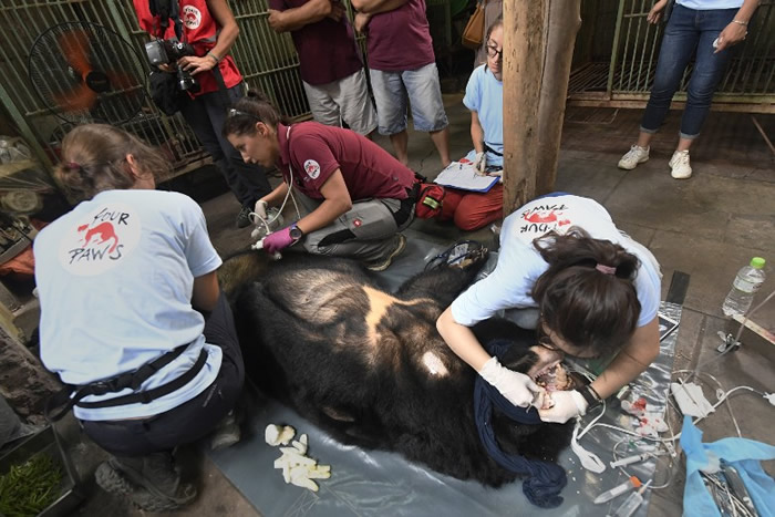 Four Paws认为要拯救剩馀的黑熊几乎不可能。