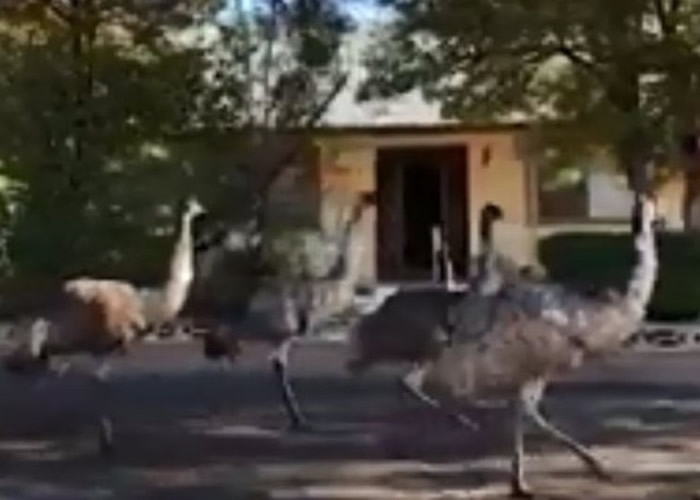 澳洲鸵鸟在大街上走来走去,引起市民关注。