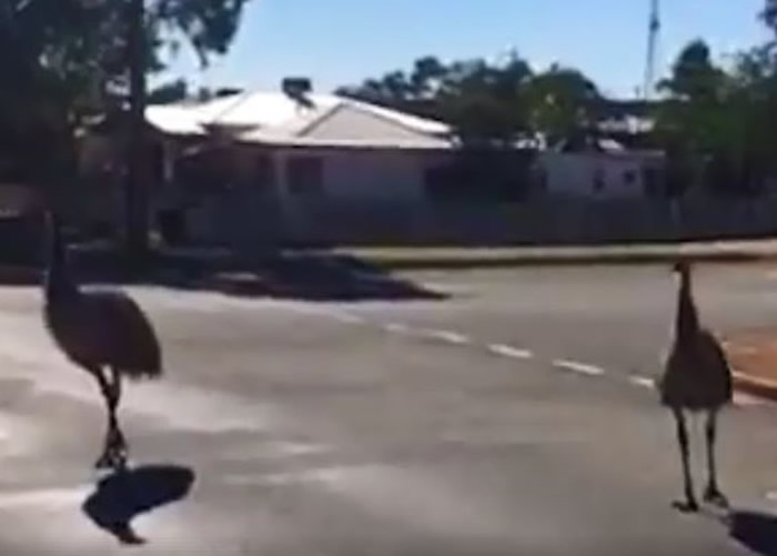 澳洲鸵鸟冲出马路,险象环生。