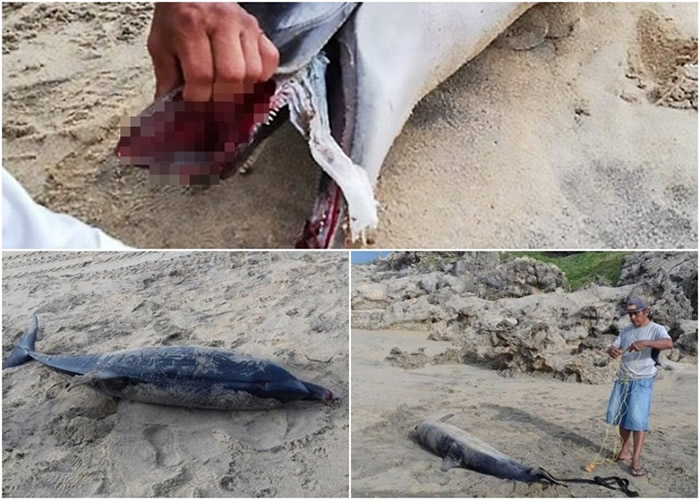 ī�����߹�����ɳ̲��������ԭ����ʬ�� ������Ƭ����