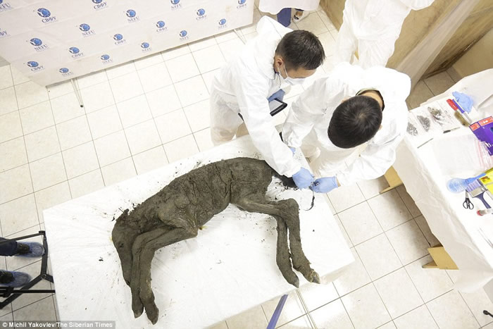 俄罗斯西伯利亚永久冻土中发现保存完好的数万年前的小马驹尸体