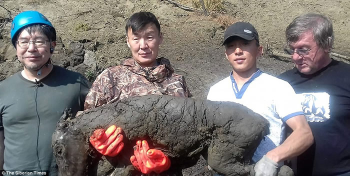 俄罗斯西伯利亚永久冻土中发现保存完好的数万年前的小马驹尸体