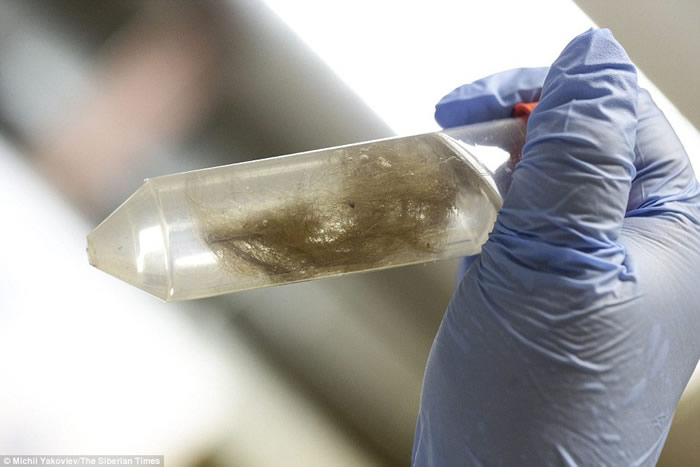 俄罗斯西伯利亚永久冻土中发现保存完好的数万年前的小马驹尸体