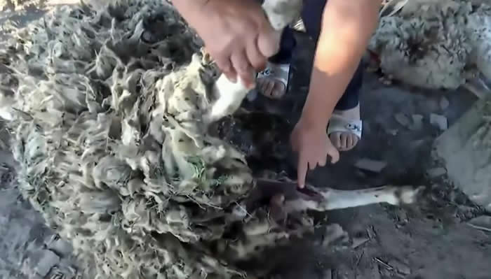 ��Ѫ���������ڿ�����ׯ����8ֻ������������ ������Ѫ�����϶��С���������