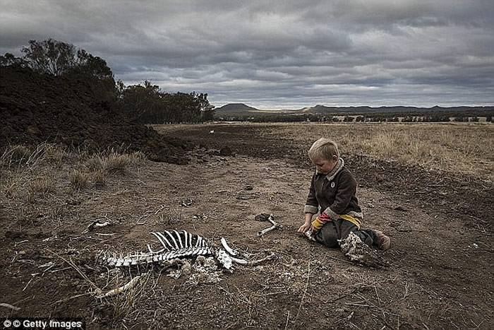 澳大利亚新南威尔士州严重干旱 袋鼠骨架站在草原中间