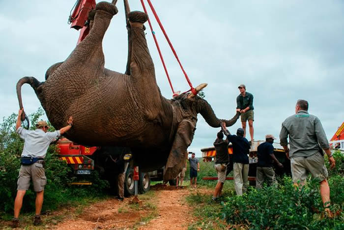 南非公象Riff Raff被迫搬家花48小时走回来 恐被杀害要第二次搬家