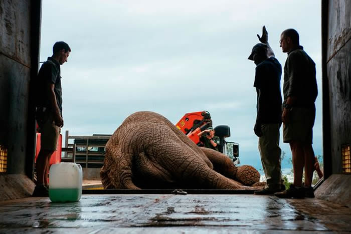 南非公象Riff Raff被迫搬家花48小时走回来 恐被杀害要第二次搬家