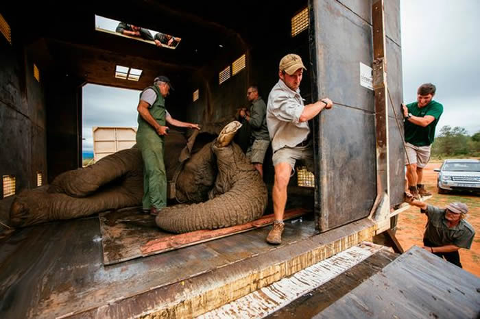 南非公象Riff Raff被迫搬家花48小时走回来 恐被杀害要第二次搬家