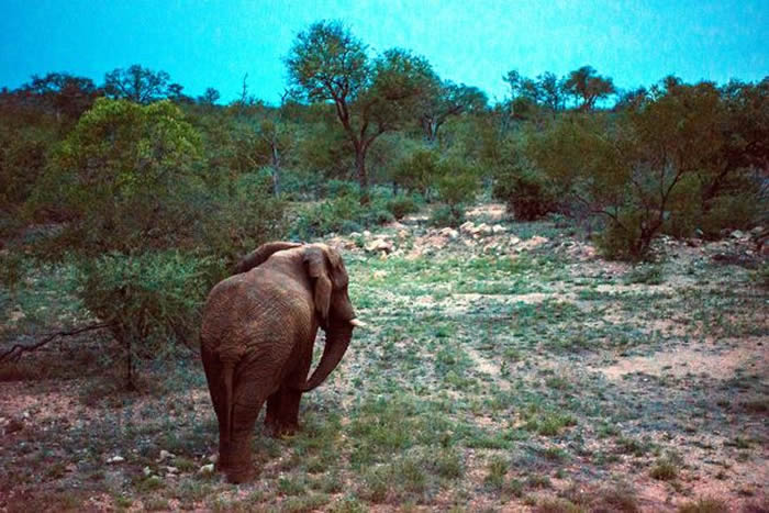 南非公象Riff Raff被迫搬家花48小时走回来 恐被杀害要第二次搬家