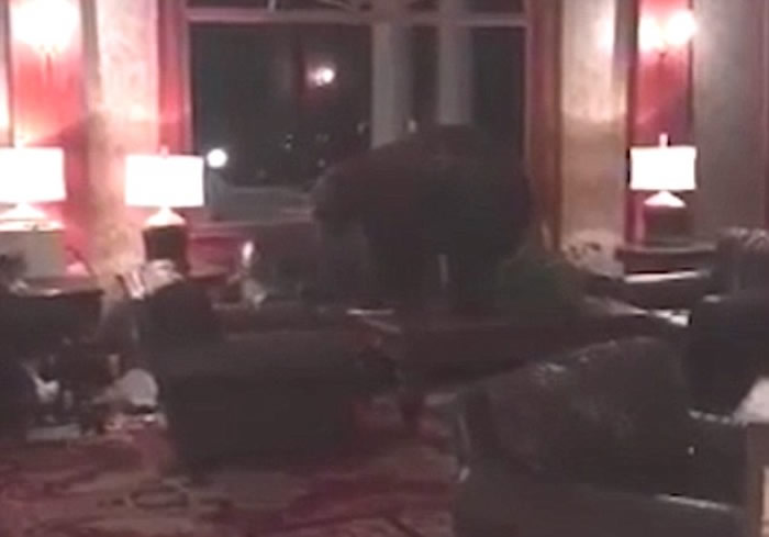 黑熊夜闯美国科罗拉多州猛鬼酒店