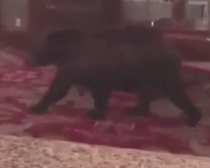 黑熊夜闯美国科罗拉多州猛鬼酒店