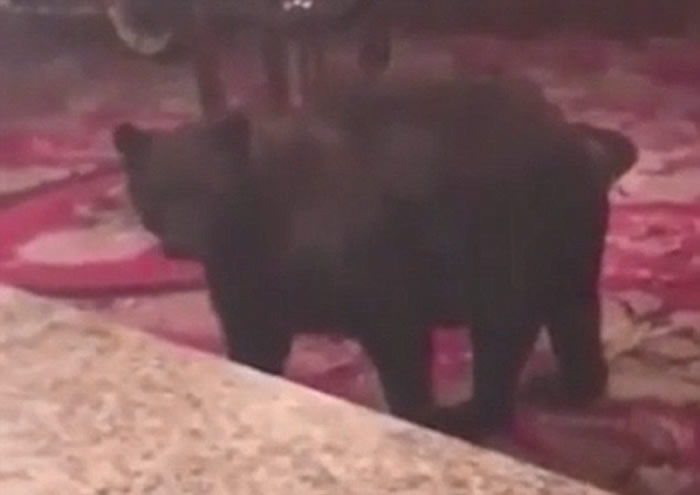 黑熊夜闯美国科罗拉多州猛鬼酒店