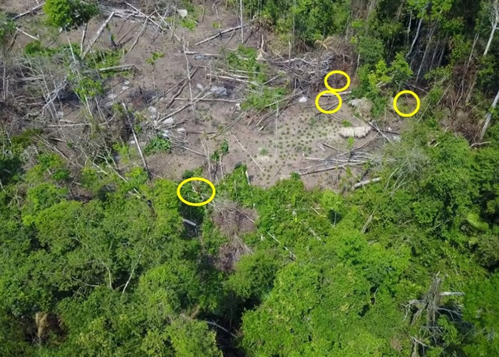 片段中见一批土著(黄圈)在丛林和种了木薯的土地上活动。