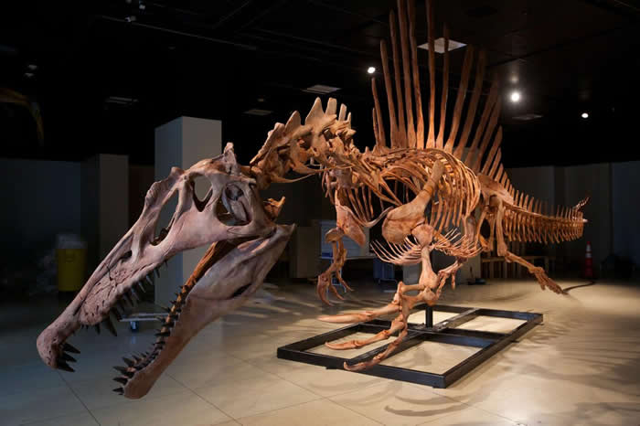��ʵ��С�İ���������Spinosaurus aegyptiacus���Ǻ�ģ�ͣ�����Ŀǰ����������ʳ������ PHOTOGRAPH BY REBECCA HALE