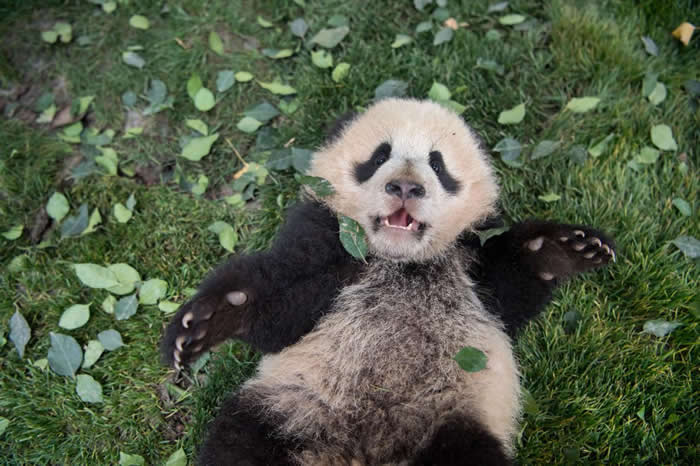 一只大熊猫幼熊躺在中国四川省大熊猫育研究中心碧峰峡基地内的草地上。 PHOTOGRAPH BY AMI VITALE, NATIONAL GEOGRAPHIC