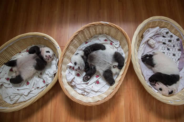 这几只三个月大的幼熊正在碧峰峡基地的熊猫育婴室里睡觉。产下双胞胎的母熊猫往往难以兼顾两只幼熊,为了减少熊猫妈妈的负担,保育员会让定期交换幼仔,确保它们都能受到人