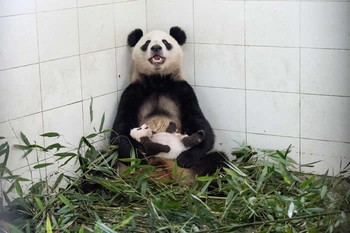碧峰峡基地的一只熊猫妈妈抱着宝宝安抚它。 PHOTOGRAPH BY AMI VITALE, NATIONAL GEOGRAPHIC CREATIVE