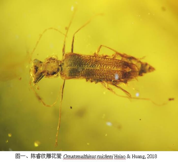 台湾科研团队宣布在琥珀中发现史前甲虫新物种——陈睿纹雕花萤