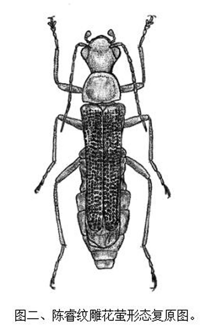 台湾科研团队宣布在琥珀中发现史前甲虫新物种——陈睿纹雕花萤