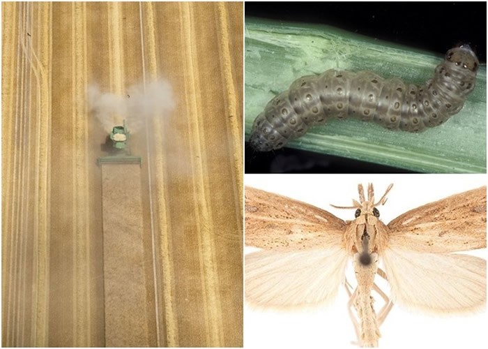 亚洲水稻螟虫(右下)及亚洲水稻螟虫为研究主要对象。