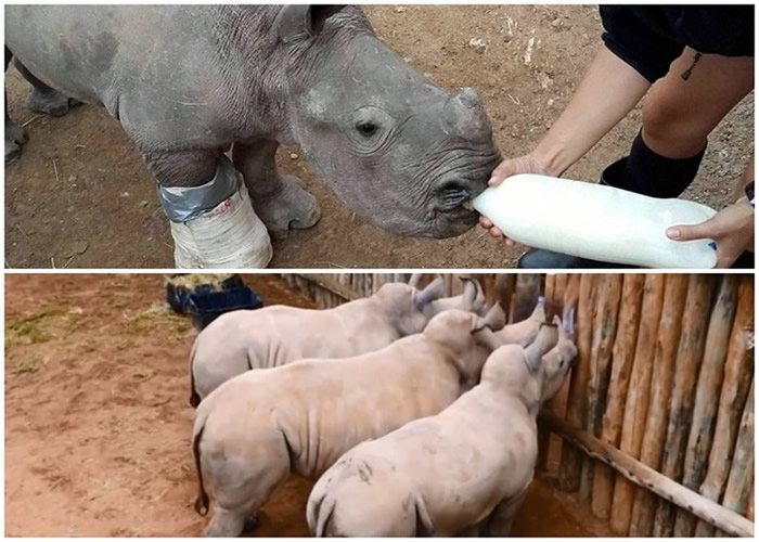 保育中心的职员悉心照顾阿瑟(上图),亦安排其他犀牛宝宝与它作伴(下图)。