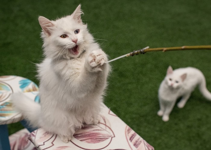 ��è��涨������è���������˲���������è�����档