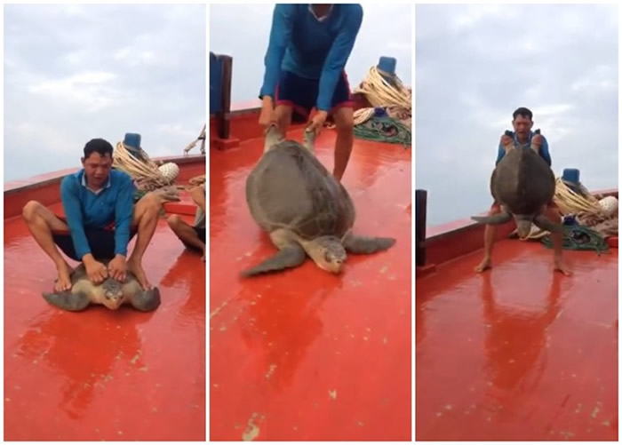 越南渔民凌虐海龟 网民纷纷声讨