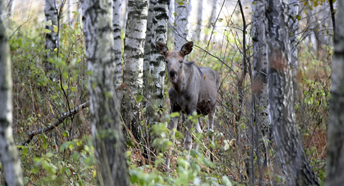 ����һͷ��¹�������ߵĹ��ֹ�ע����ˮ����