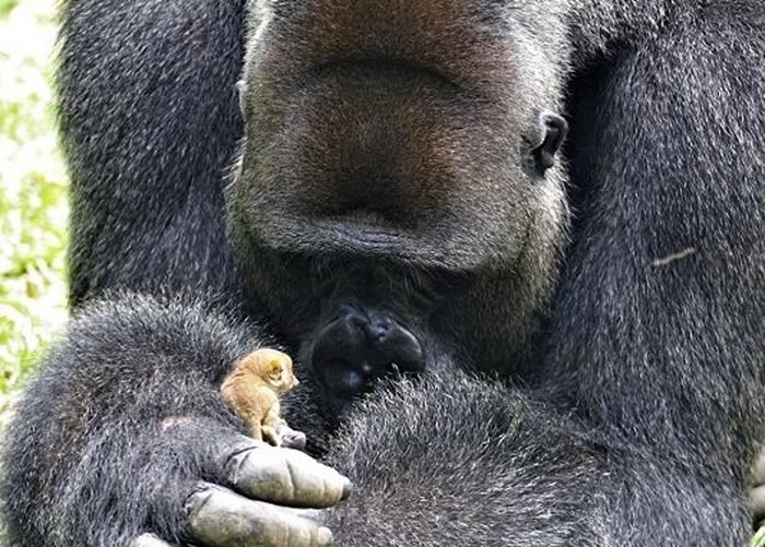 ���������Ͳ�����޿���¡�����������Ӵ������͵ش����ɺǻ�СӤ��