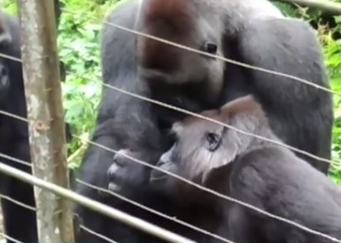 ������ͬ��Ҳ��СӤ��е����档