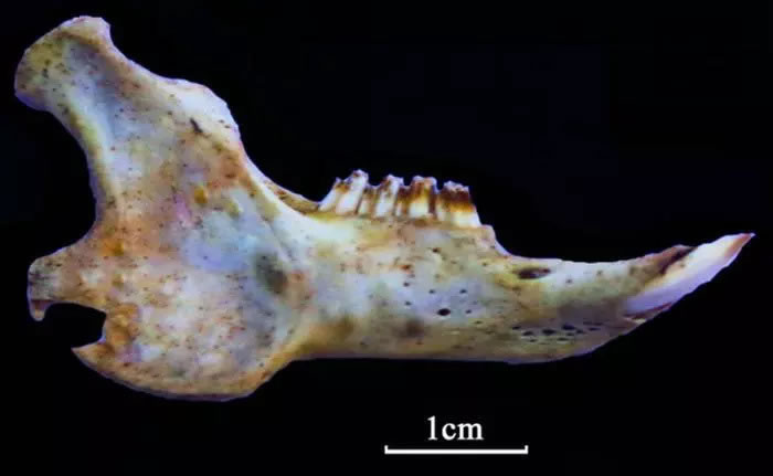 重庆师范大学武仙竹教授团队“破译”中华苏门答腊兔右下颌骨化石的“密码”