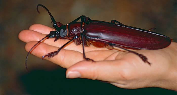 美国费城昆虫博物馆数千只活体昆虫被盗贼偷走