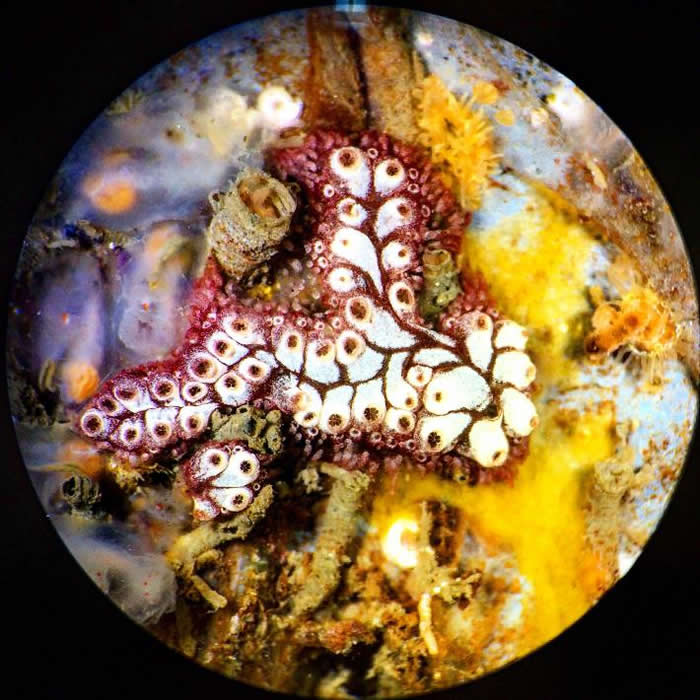 研究人员经常在小艇码头或港口发现远离原生栖地的海洋无脊椎动物,例如这些海鞘类。 PHOTOGRAPH BY BRIANNA TRACY, SMITHSONIAN