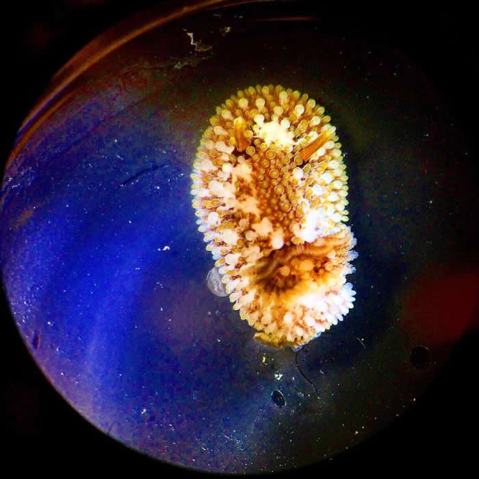 裸鳃类海蛞蝓这种海洋软体腹足动物常常能在被冲上岸的海洋垃圾里找到。 PHOTOGRAPH BY BRIANNA TRACY, SMITHSONIAN