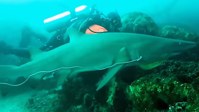 澳洲潜水教练帮沙虎鲨清除口中渔网