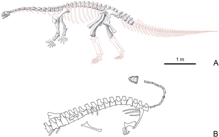 孙氏彝州龙的骨骼复原图(A)及原始埋藏示意图(B)。(张茜楠供图,骨骼复原图为郭肖聪绘制)