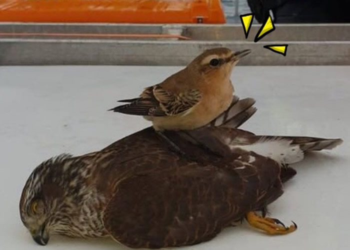 英国雀鹰追捕石栖鸟撞窗晕倒 石栖鸟得意洋洋站在雀鹰身上示威