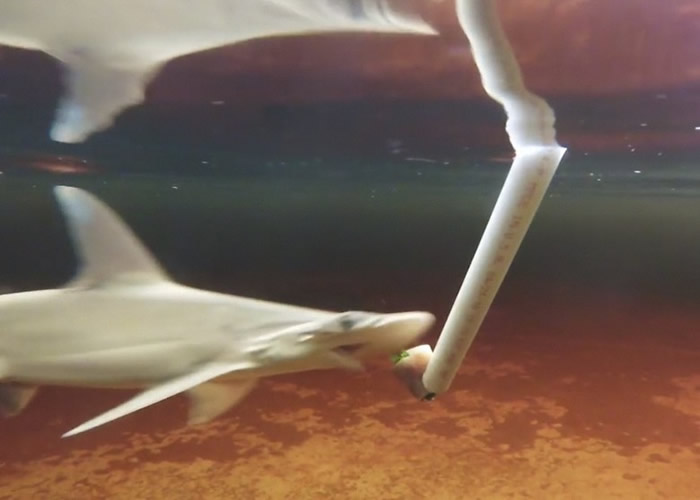 研究人员给实验的窄头双髻鲨喂以海草。